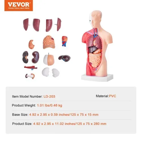 VEVOR Menschliches Körpermodell, 15 Teile 28 cm,Menschlicher Torso Anatomie Modell Anatomisches Skelett Modell mit abnehmbaren Organen, Pädagogisches Lehrmittel für Studenten, Unterrichtshilfen – Bild 6