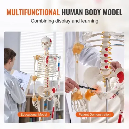 VEVOR Menschliches Skelett Modell für Anatomie, 182 cm Lebensgröße, Genaues PVC Anatomie Skelett Modell mit Bändern, Beweglichen Armen, Beinen & Kiefer, mit Muskelursprung & Insertionspunkten – Bild 5