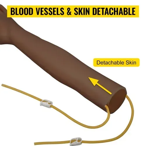 VEVOR Scientific Injektionsarm Intravenöse Injektion, Trainingsarm Komplette intravenöse Injektion, Injektionsarm Braun Training Modell Blutentnahmearm Venenpunktion Medizin- und Pflegestudenten – Bild 3